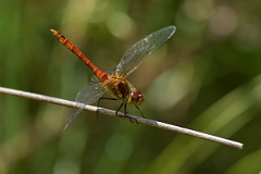 David Plant Photography - Wildlife Photography - Ruddy darter - J